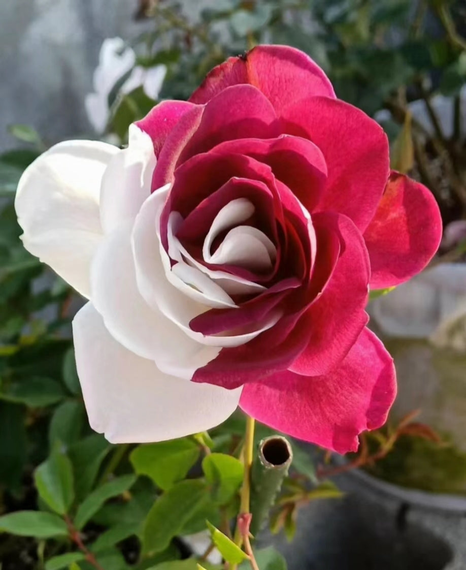 Rare Twin Roses - Seeds