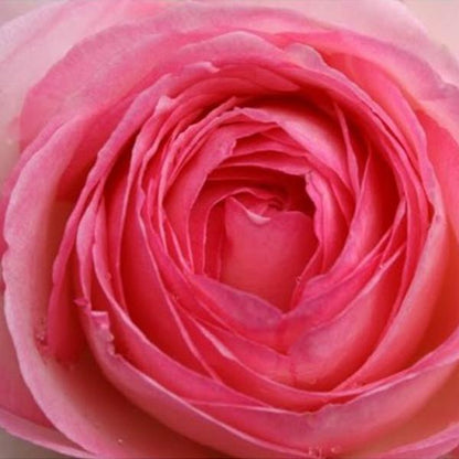 Pink Lady Rose Climbing Seeds