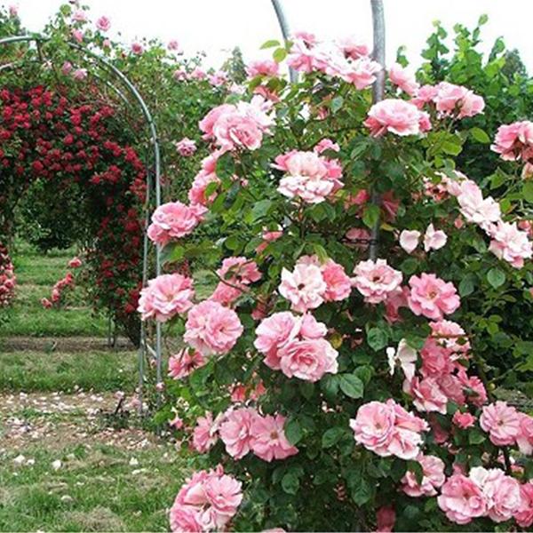 Pink Lady Rose Climbing Seeds