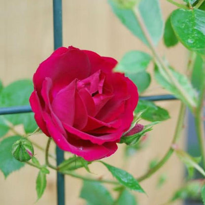 Alitissimo Climbing Rose Seeds