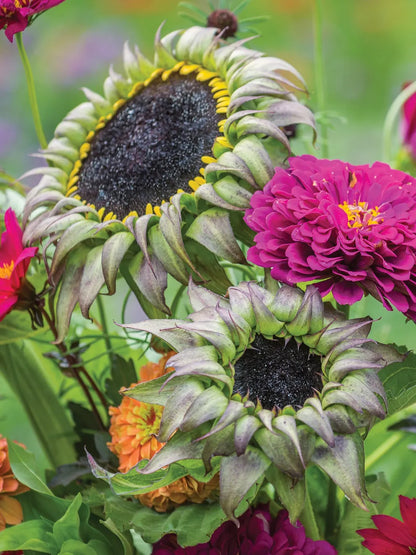 💥50% OFF🌻Unique Sunflower, Sun-Fill Mix Hybrid🏵️