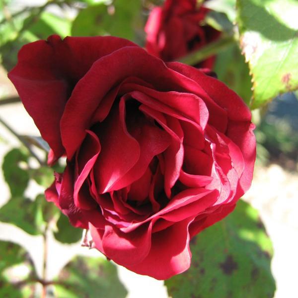 Explosion Climbing Rose Garden Seeds