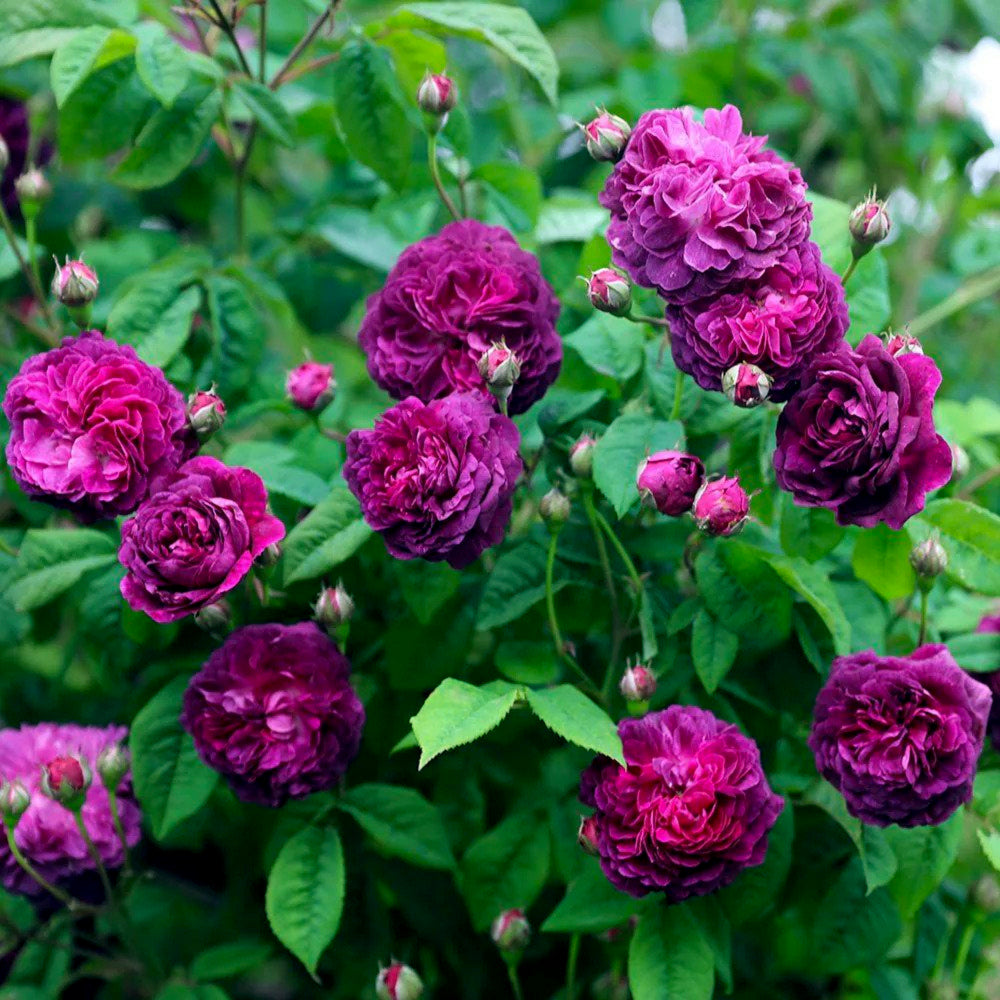 💜🌹Cardinal De Richelieu Rose Seeds