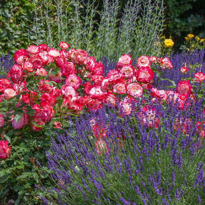 💥54% OFF🍒🌹Cherry Parfait Rose Seeds