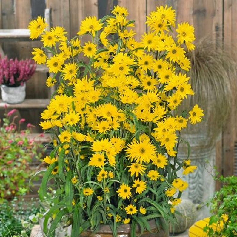 Giant Maximillian Sunflower Seeds - Perennial Sunflower