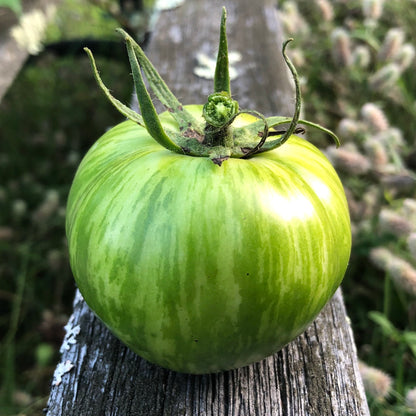 💚🍅Green Zebra Tomato Seeds