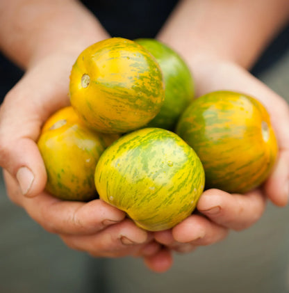 💚🍅Green Zebra Tomato Seeds