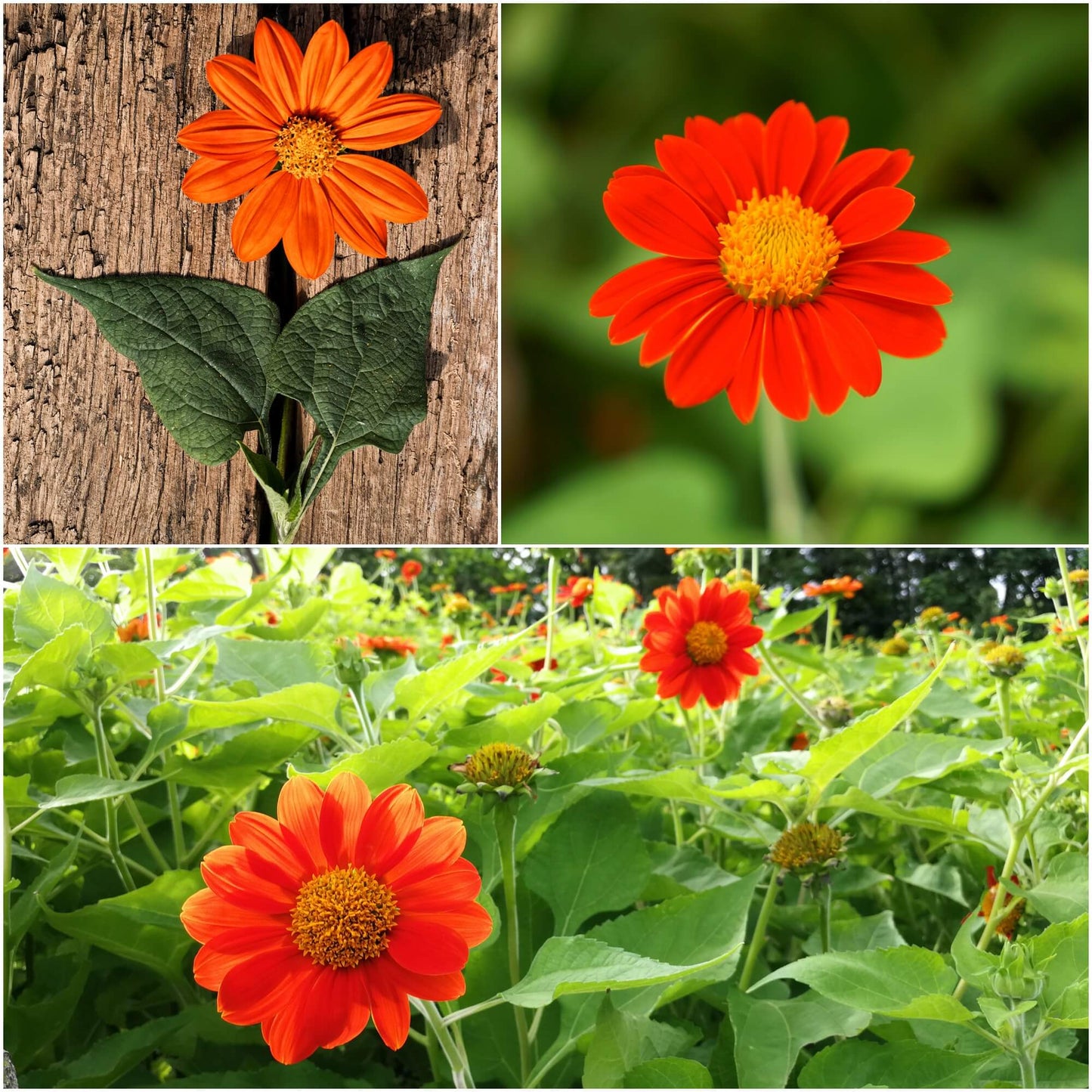 Mexican Sunflower seeds