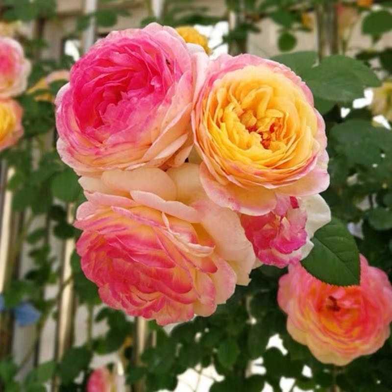 👸Princess's Skirt👗-Bicolor Rose Seeds🌹