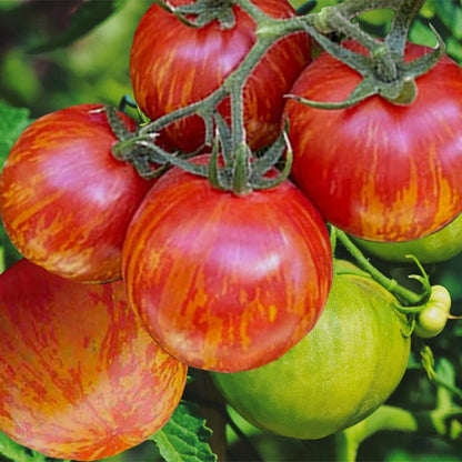 Red Zebras Tomato Seeds