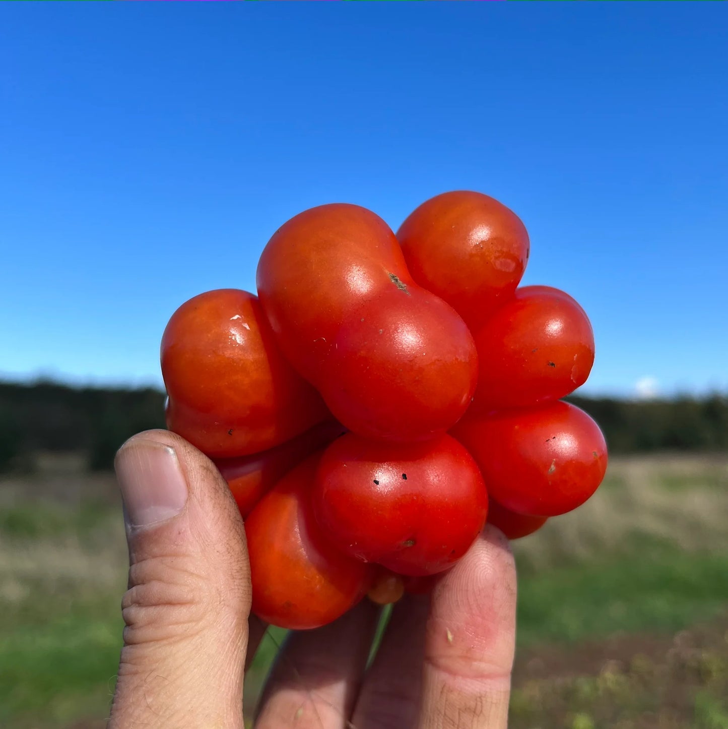 🔥🍅Tomato Reisetomate Seeds