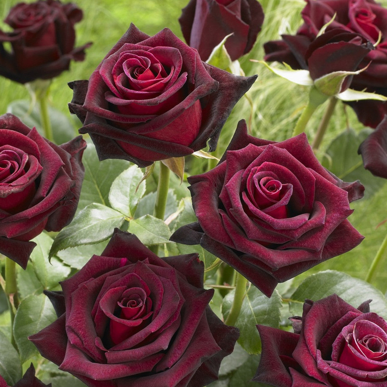 🌹Rare Black Baccara Rose Seeds🖤A black rose with a super velvety feel!