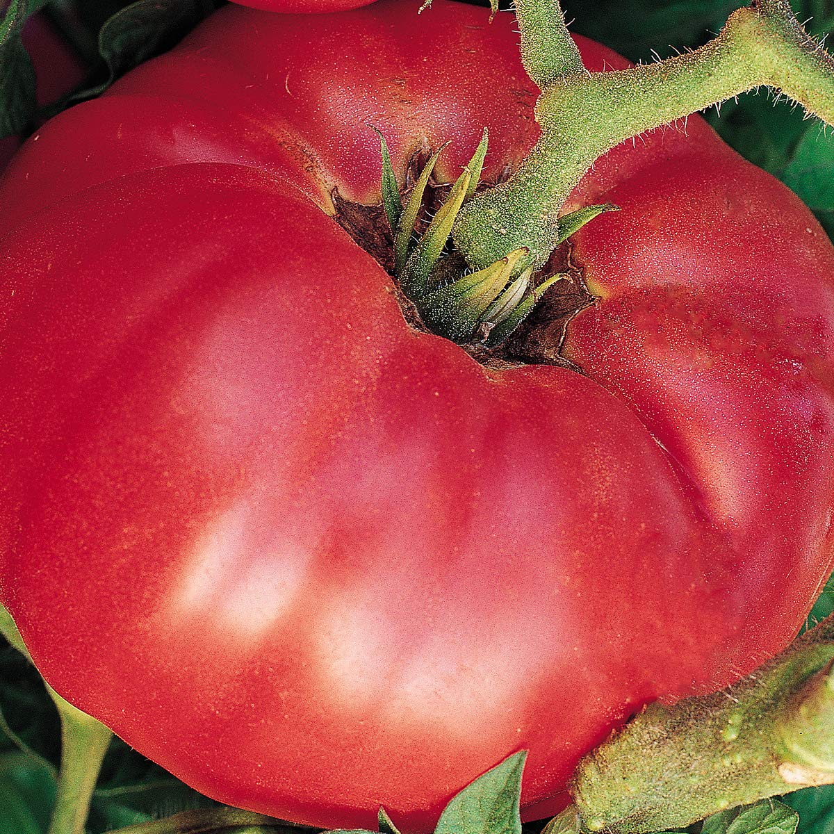 SteakHouse Hybrid Non-GMO Large Beefsteak Garden Produces Giant 3 LB Fresh Tomato Seeds