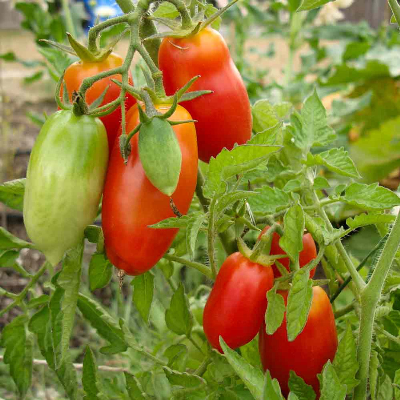 🍅💥San Marzano Tomato Seeds - A reference of Italian dishes