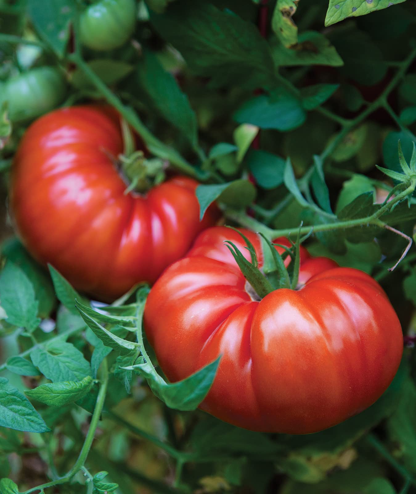 SteakHouse Hybrid Non-GMO Large Beefsteak Garden Produces Giant 3 LB Fresh Tomato Seeds