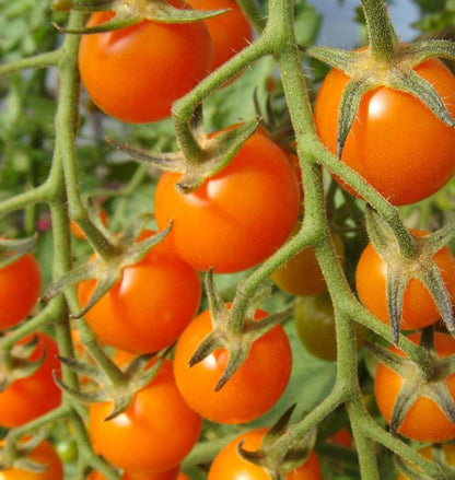 🧡🍅Gold Sun Sweet Orange Cherry Tomatoes Seeds