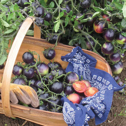 💥💥Organic Indigo Rose Tomato Seeds