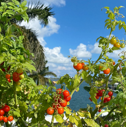 🥰✨Tidy Treats Tomato Seeds