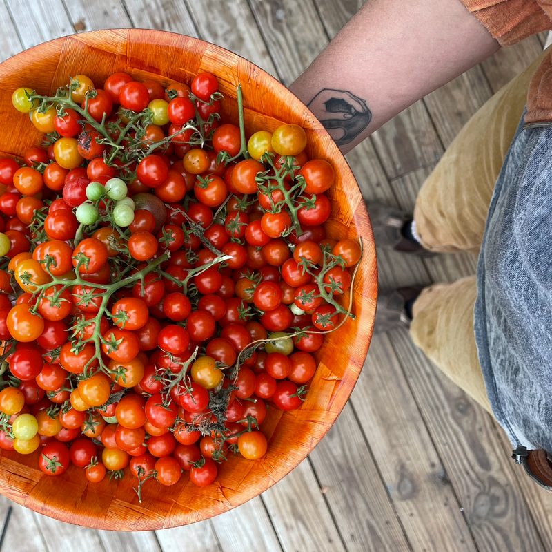 🥰✨Tidy Treats Tomato Seeds