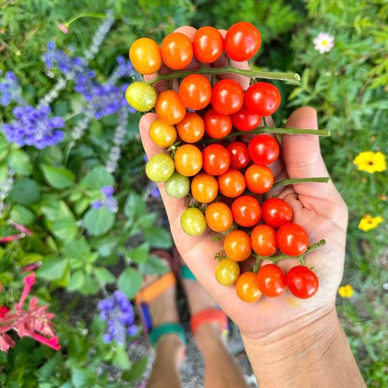 🥰✨Tidy Treats Tomato Seeds