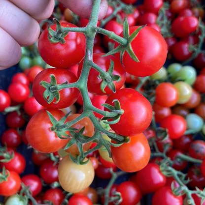 🥰✨Tidy Treats Tomato Seeds