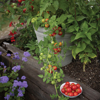 🥰✨Tidy Treats Tomato Seeds