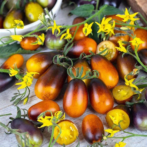 💥💥Indigo Pear Drops Tomato Seeds🍅