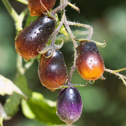 💥💥Indigo Pear Drops Tomato Seeds🍅