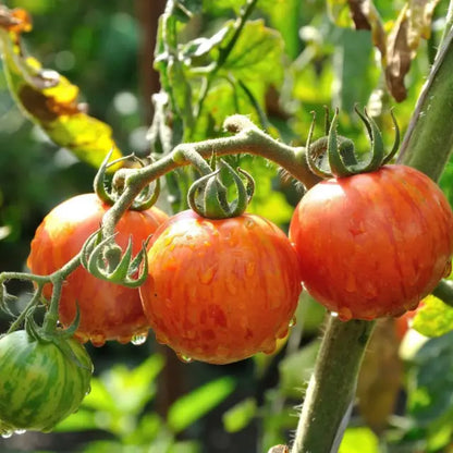 Red Zebras Tomato Seeds