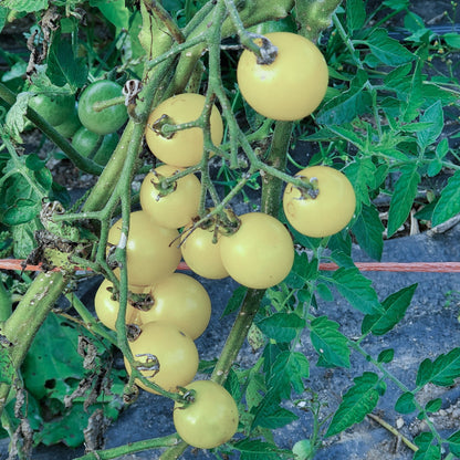 White Cherry Organic Tomato Seeds