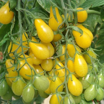 Yellow Pear Tomato Seeds