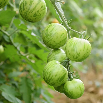 💚🍅Green Zebra Tomato Seeds