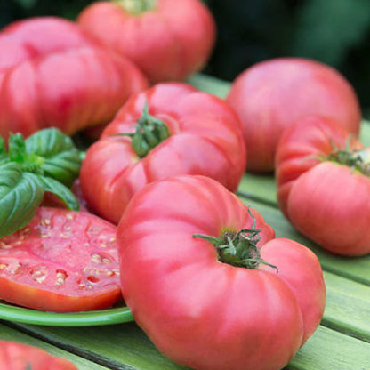 🩷🍅Tomato Brandywine Pink Seeds