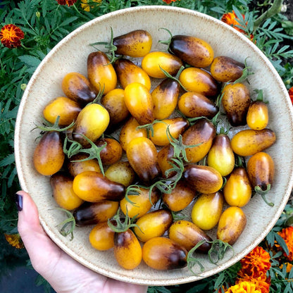 💥💥Indigo Pear Drops Tomato Seeds🍅