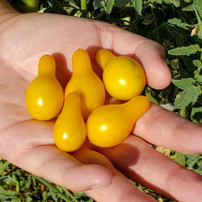 Yellow Pear Tomato Seeds