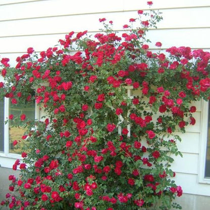 Alitissimo Climbing Rose Seeds