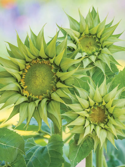 💥50% OFF🌻Unique Sunflower, Sun-Fill Mix Hybrid🏵️