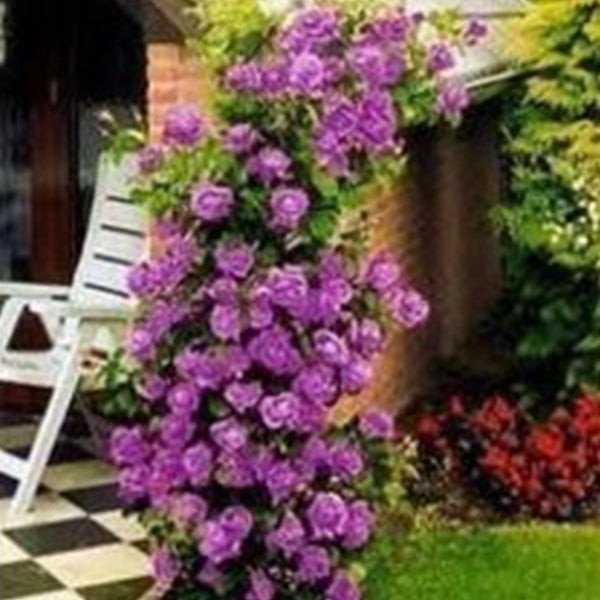 Purple Climbing Rose Seeds