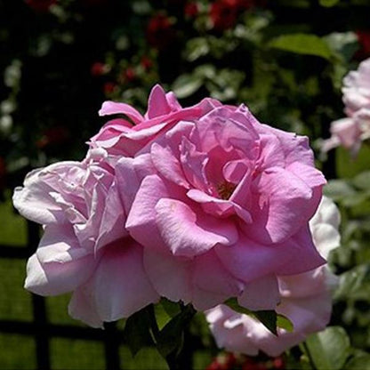 Pink Lady Rose Climbing Seeds