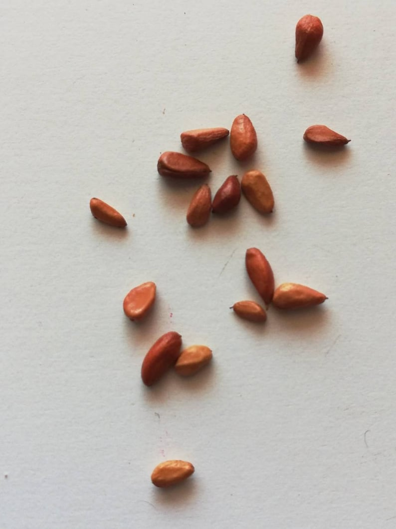 Orange white roses seeds