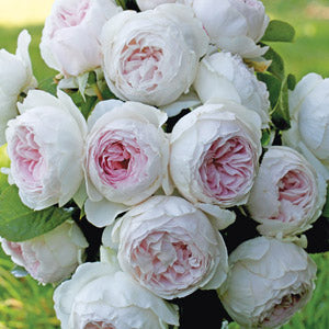 Earth Angel floribunda rose seeds