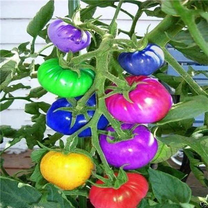 🌈🍅Rainbow Tomato Seeds