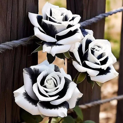 RARE BLACK & WHITE ROSE