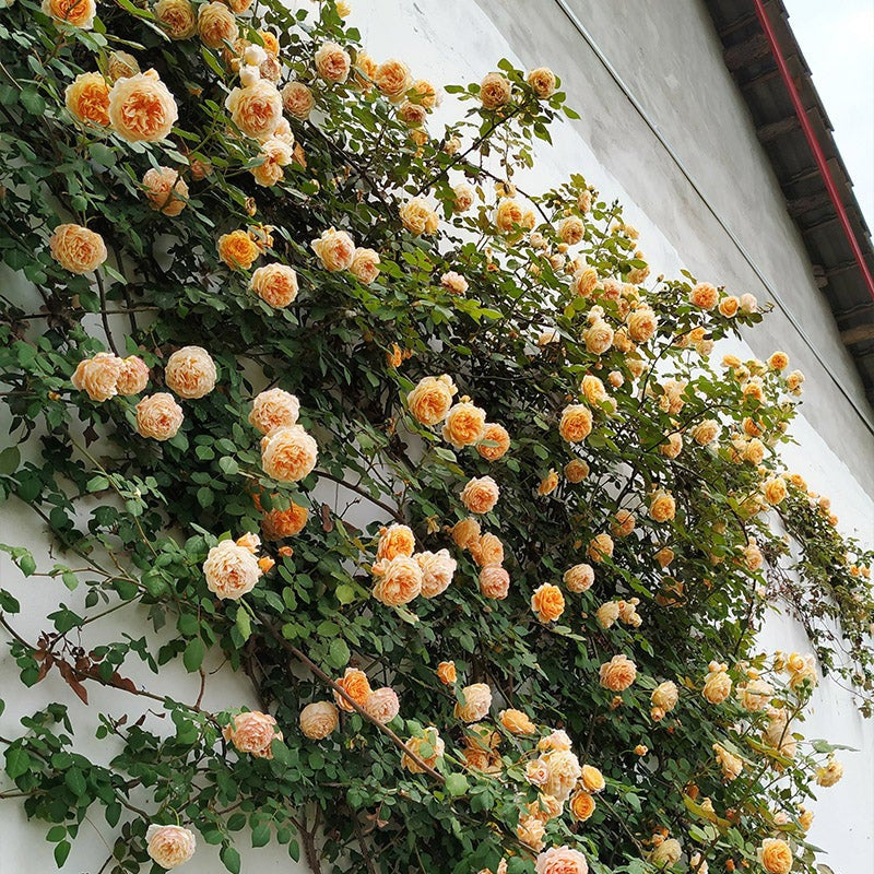 Orange Climbing Rose Seeds