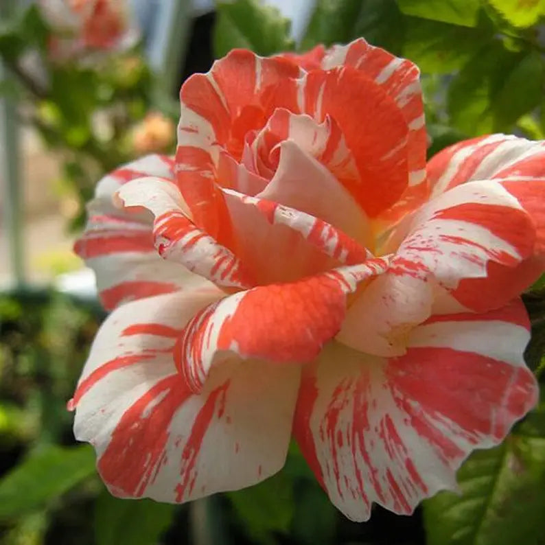 Orange white roses seeds