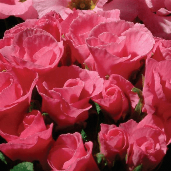 Pink Rose Primula Seeds