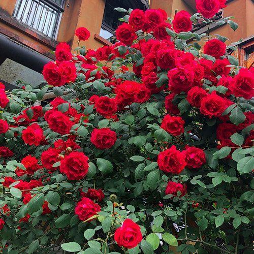 56% OFF✨100 Pcs Rare Climbing Rose Seeds🌹