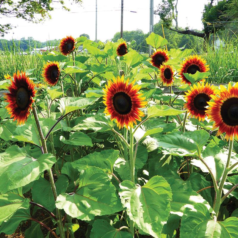 Sunflower, Fire Catcher