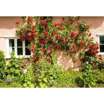 50pcs/Bag Red Climbing Rose Seeds