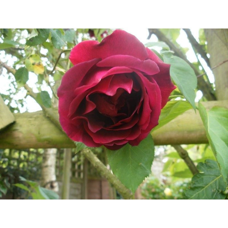 50pcs/Bag Red Climbing Rose Seeds